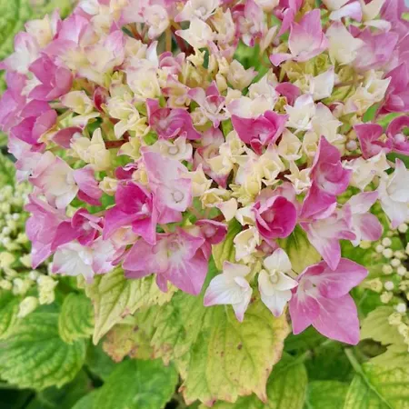 Un Brin De Bonheur Casa vacanze