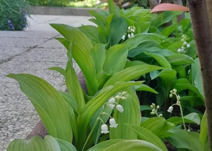 Nyaraló Un Brin De Bonheur *