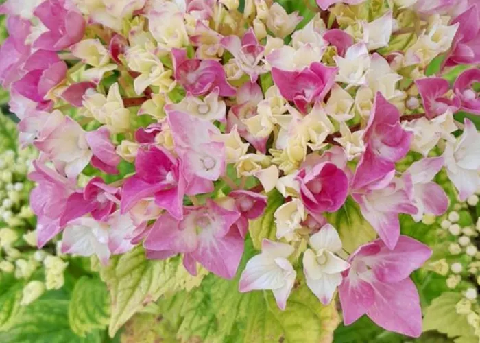 Un Brin De Bonheur Nyaraló